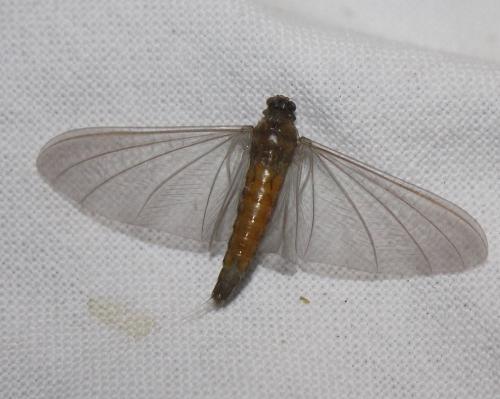 Oligoneuriella rhenana